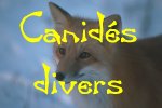 Canids divers