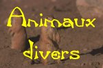 Animaux divers