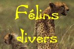 Flins divers