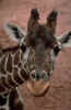 girafe01.jpg (22591 octets)