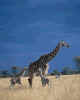 girafe02.jpg (27833 octets)