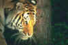 tigre01.jpg (23109 octets)