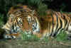 tigre02.jpg (132498 octets)