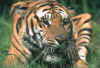 tigre03.jpg (117837 octets)