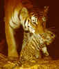 tigre10.jpg (18760 octets)
