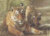 tigre11.jpg (110011 octets)