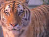 tigre14.jpg (54691 octets)