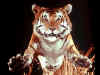 tigre15.jpg (67665 octets)