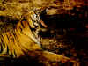 tigre17.jpg (152284 octets)